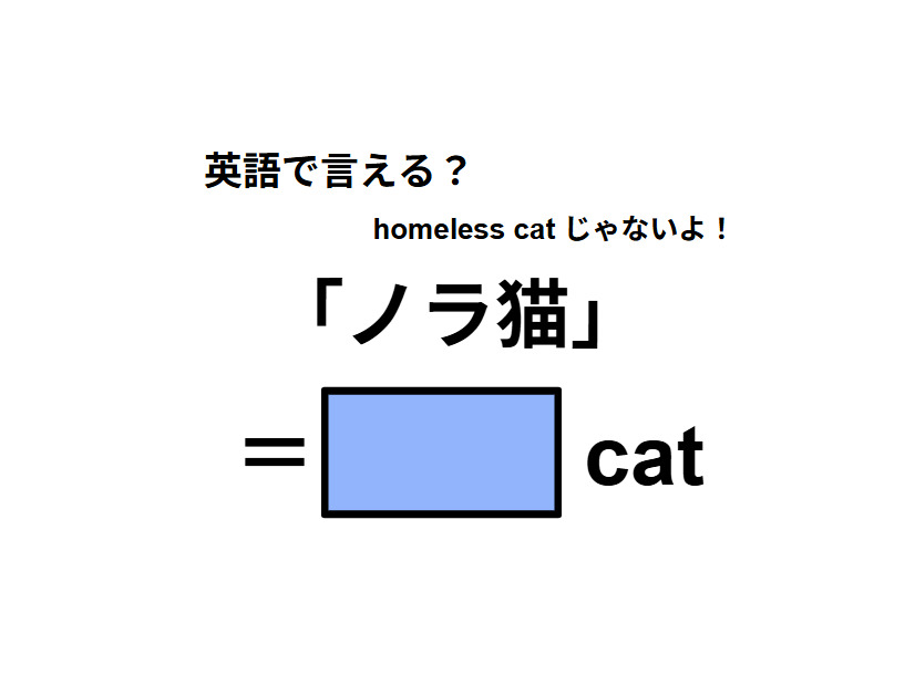 英語で「ノラ猫」は何て言う？