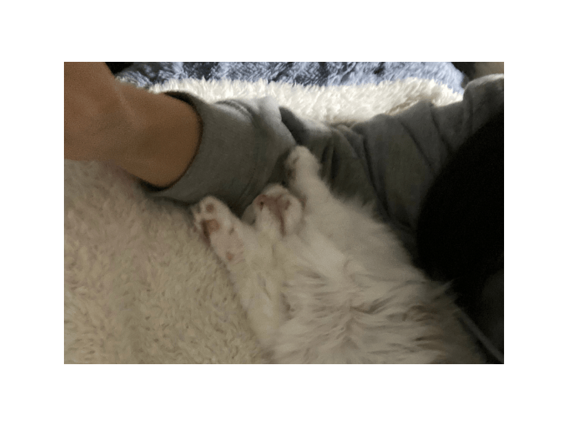 大人しい性格の子猫　保護してから1週間が経つと⇒まさかのポーズに「おっさんみたい」