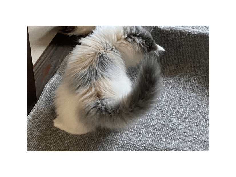 家の中が冷えていた日　寝室の床に違和感…⇒愛猫の行動に「賢い」「思わず笑った」