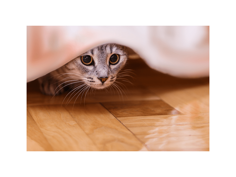 家の中から突然消えた猫　飼い主「どこいったの？」⇒ようやく”発見した場所”に「そりゃ分からん」