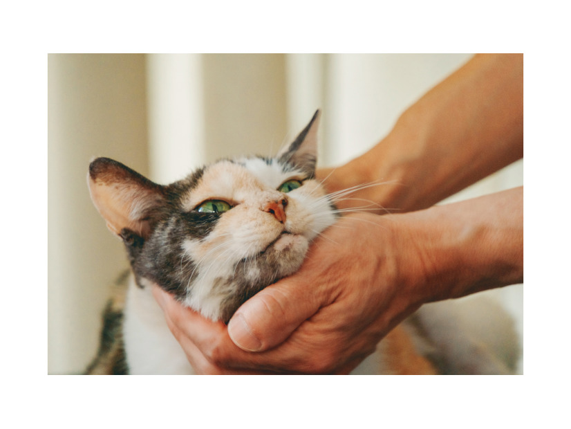 誰にも邪魔されない至福の時間！ 飼い主に優しくナデナデされて溶ける看板猫・ミケちゃん【続 ミケちゃんとやすらぎさん #２】
