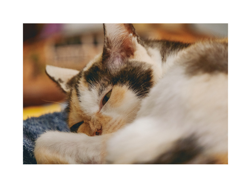 世界は優しさで溢れている！ 外猫だったミケちゃんを治療室内に迎え入れるまで【続 ミケちゃんとやすらぎさん #３】