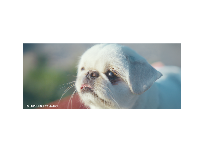 『犬も歩けば』