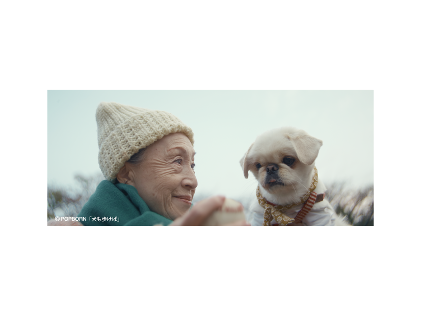 『犬も歩けば』