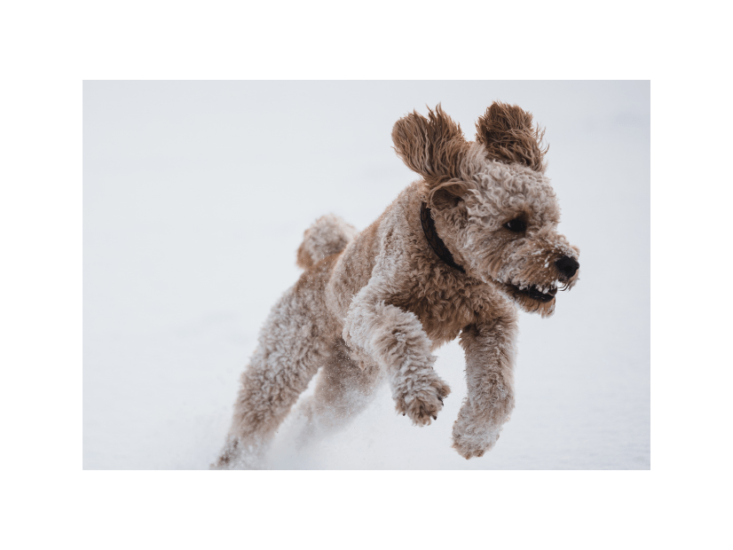 愛犬がゴミ袋を漁り中…背後から「ワッ！」次の瞬間⇒想像以上のリアクションに「怒るの忘れた」