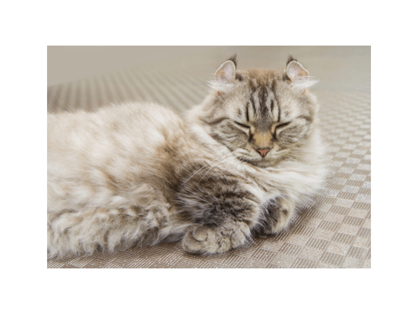 7キロの愛猫を連れて行くと…おばあさんの“可愛すぎる勘違い”に⇒「大笑い」「一緒に頑張ろうね」