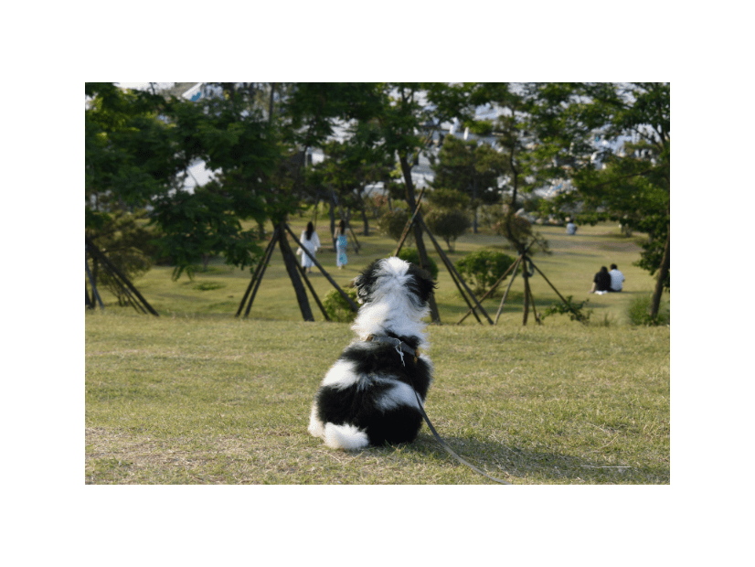 ボロボロで震えていた子犬を保護⇒1年後、わが家に帰宅した瞬間…“見違える姿”に「本当に幸せそう」