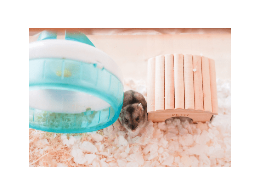 極度の人見知りなハムスター　夜中に響く音に違和感…⇒まさかの行動に「え、そこ？」「どうやって登った？」