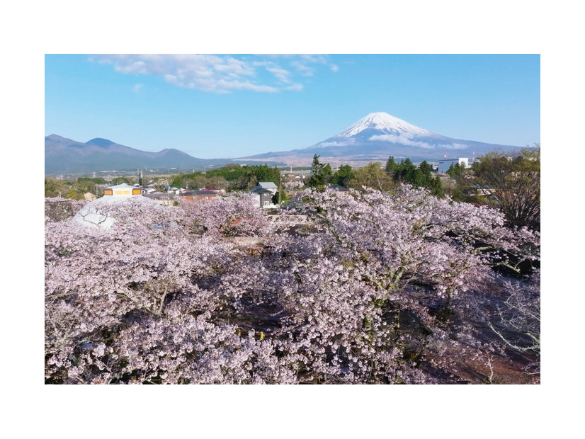 Spring Festival 2026／提供画像