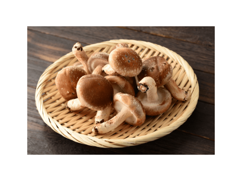 夏休みに「祖父のしいたけ栽培」を手伝った8歳の娘　思い出を綴った作文が”驚きのニュース”に「胸いっぱい」