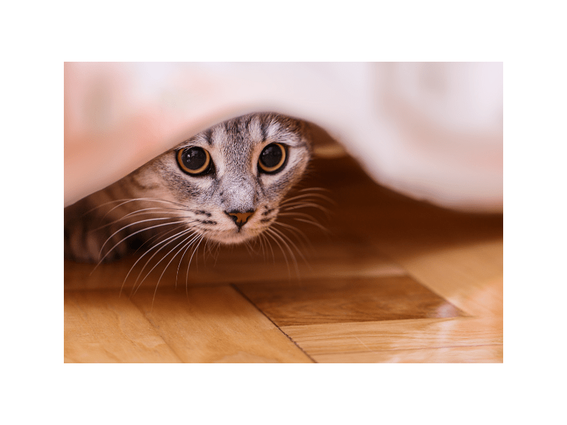 帰宅したら愛猫が消えた！？家中で名前を呼び、絶望した瞬間に⇒思わぬ場所から現れ「ここか」