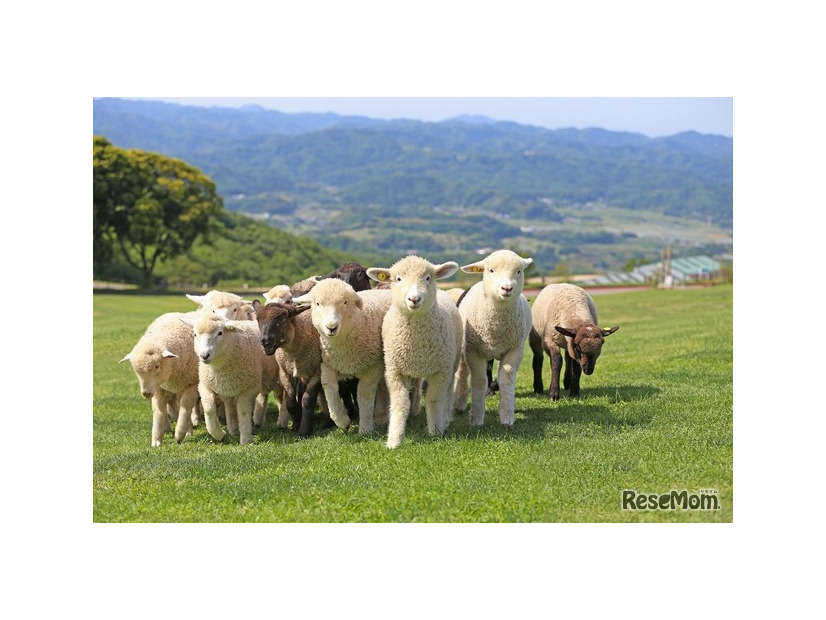 GW限定イベント 「ひつじの大放牧」