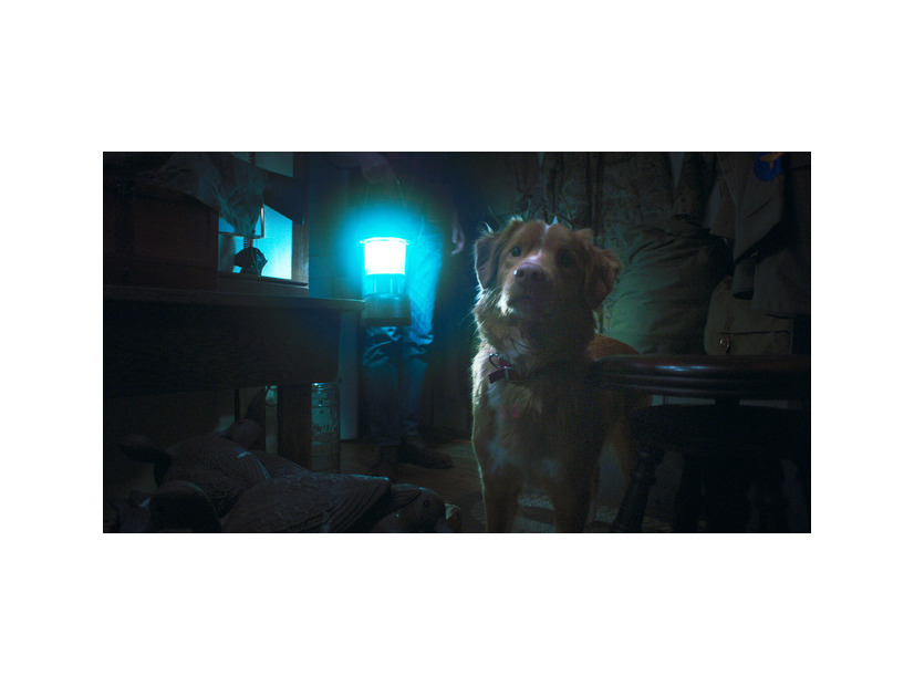 『GOOD BOY／グッド・ボーイ』© 2025 Whats Wrong With Your Dog, LLC. All Rights Reserved.