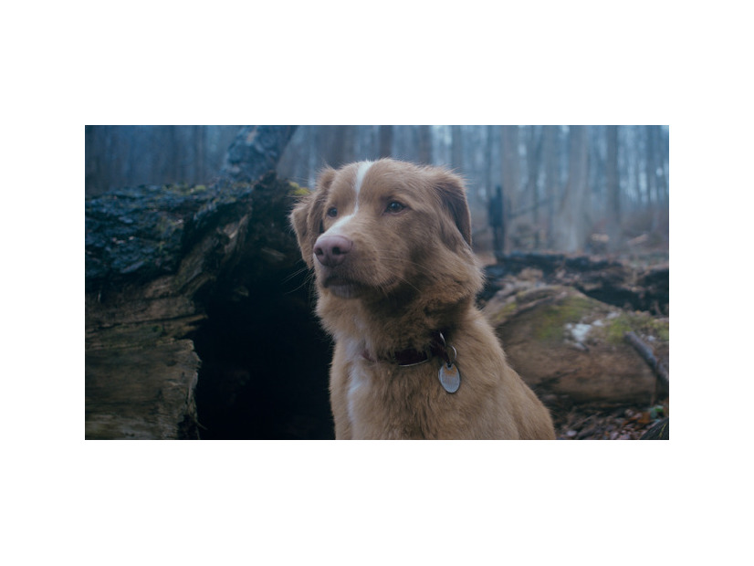 『GOOD BOY／グッド・ボーイ』© 2025 Whats Wrong With Your Dog, LLC. All Rights Reserved.