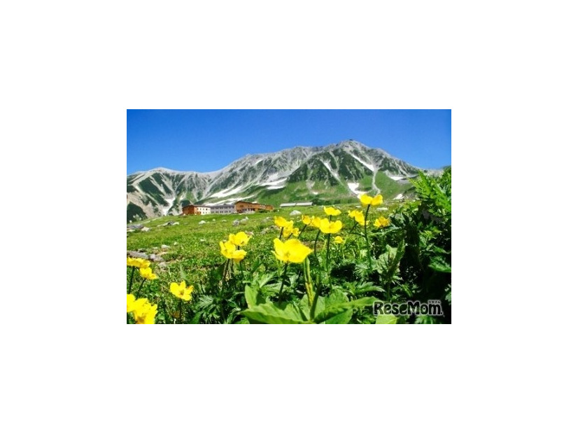 夏の室堂（花の見頃は年により異る）