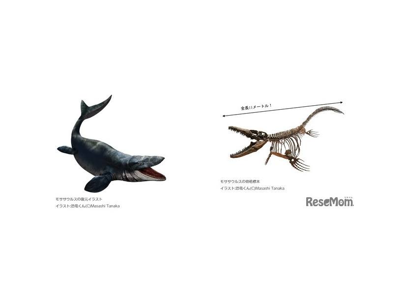 モササウルスの復元イラストと骨格標本