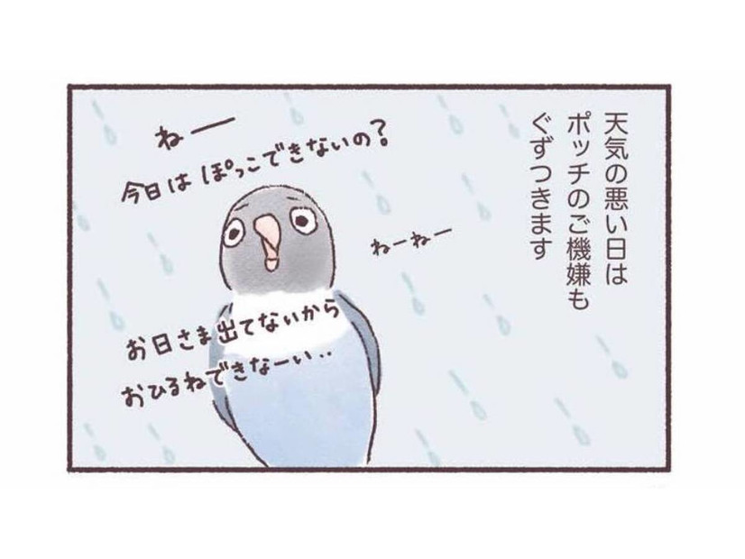 天気の悪い日はインコもご機嫌ななめ…。いつもと違う姿とは？【うちのインコたちは今日もおしゃべり #３】