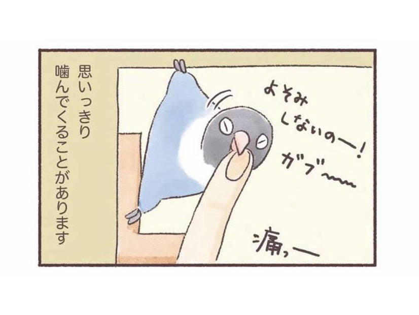 インコもやきもちをやく!? 大好きな飼い主に見せる”嫉妬サイン”【うちのインコたちは今日もおしゃべり #４】