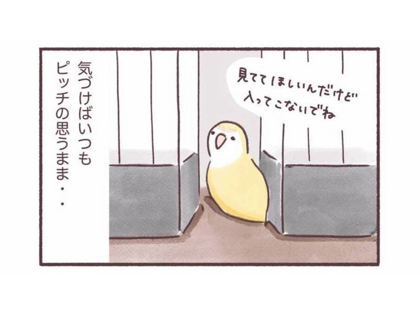 「入ってこないで！」でも「見てて！」狭いところが好きなインコのかわいい本音【うちのインコたちは今日もおしゃべり #５】