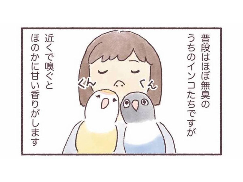 インコはどんなにおいがする？飼い主だけが知る、香りの変化【うちのインコたちは今日もおしゃべり #６】