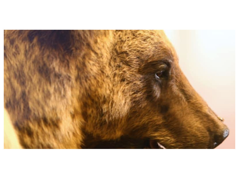 なんと熊が審判にボールを渡す！ロシアW杯で仰天企画が計画中！？