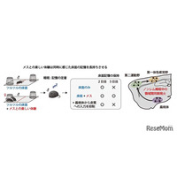 楽しい体験は睡眠中に脳の協調性を高める…理研ら研究