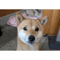 事務所に預けている柴犬　まさかの勘違いに…「ごめんね」「寂しがり屋」