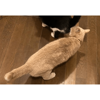 食事中の兄猫のお尻を嗅ぐ妹猫　しかし、よく見ると「ご飯の匂いかな」「繋がるかも」