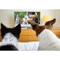 テレビを見る愛犬　小型犬が映った瞬間→まさかのアピールに「思わず笑った」「健気だ」