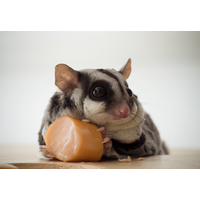 隅で好物を食べるモモンガ　飼い主が後ろから近づいた結果…「人間みたい」「どこに行った」