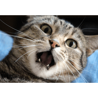 いつも飼い主に擦り寄る猫　しかし帰ってきた瞬間⇒猫「くさっ！」まさかの理由に「え？」「そんなに？」