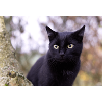 痩せ細った野良の黒猫　子猫を連れてきたので保護すると⇒まさかの展開に「すっかりメロメロ」