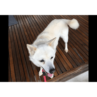 散歩に大喜びな愛犬　しかし、リードを付けた瞬間⇒玄関から”動かない理由”に「どっちなの？」「しっぽだけは元気」