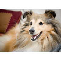家に入れなくなった家族…「鍵を開けて」と犬に声をかけると⇒愛犬の”予想外の行動”に「笑った」「天才」