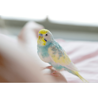 おしゃべりが上手なインコ　飼い主の腕に噛みつくと⇒インコの”まさかの一言”に「家族みんな大笑い」