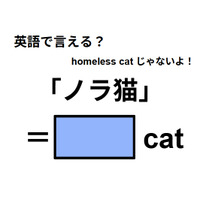 英語で「ノラ猫」は何て言う？