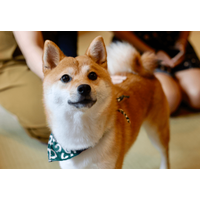 リビングで…3歳の柴犬が警戒態勢に！？視線の先を見ると⇒「思わず吹き出した」