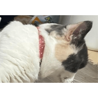 狭い空間が好きなマンチカン　床にズボンを置くと⇒猫の”予想外の姿”に「なにしてるの！」