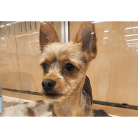 「おじさんみたい」8ヶ月売れ残りの犬　我が家に迎え入れると…⇒見違えるほど健康的な姿に「可愛くなった」