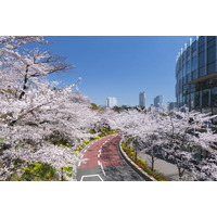 東京ミッドタウンで春の到来を祝う期間限定イベント、夜桜ライトアップや美食を堪能