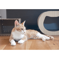 リモートワーク中…愛猫が資料チェック！？⇒敬語で報告した結果「にゃんこ上司」「上司の巡回」