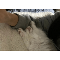 大人しい性格の子猫　保護してから1週間が経つと⇒まさかのポーズに「おっさんみたい」