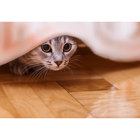 家の中から突然消えた猫　飼い主「どこいったの？」⇒ようやく”発見した場所”に「そりゃ分からん」