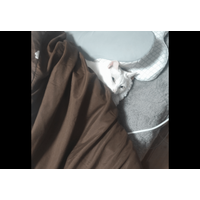 部屋からいなくなった猫　ベッドに入ろうとした瞬間⇒「同化しすぎ」まさかの場所に驚き！