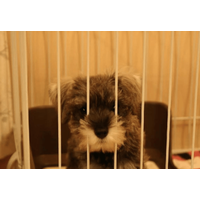 初めて飼った愛犬……白黒だった子犬が1年後→まさかの姿に「珍しいね！」