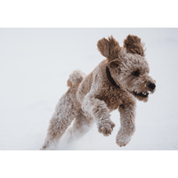 愛犬がゴミ袋を漁り中…背後から「ワッ！」次の瞬間⇒想像以上のリアクションに「怒るの忘れた」