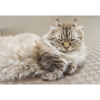 7キロの愛猫を連れて行くと…おばあさんの“可愛すぎる勘違い”に⇒「大笑い」「一緒に頑張ろうね」