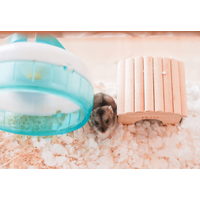 極度の人見知りなハムスター　夜中に響く音に違和感…⇒まさかの行動に「え、そこ？」「どうやって登った？」