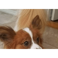 トイレから聞こえる謎の音　恐る恐る覗き込むと⇒愛犬の”衝撃の姿”に「おもちゃじゃないから！」