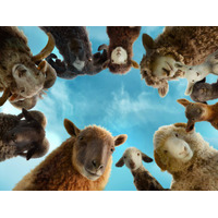 ヒュー・ジャックマン主演の新感覚ミステリー『ひつじ探偵団』もふもふカット公開！